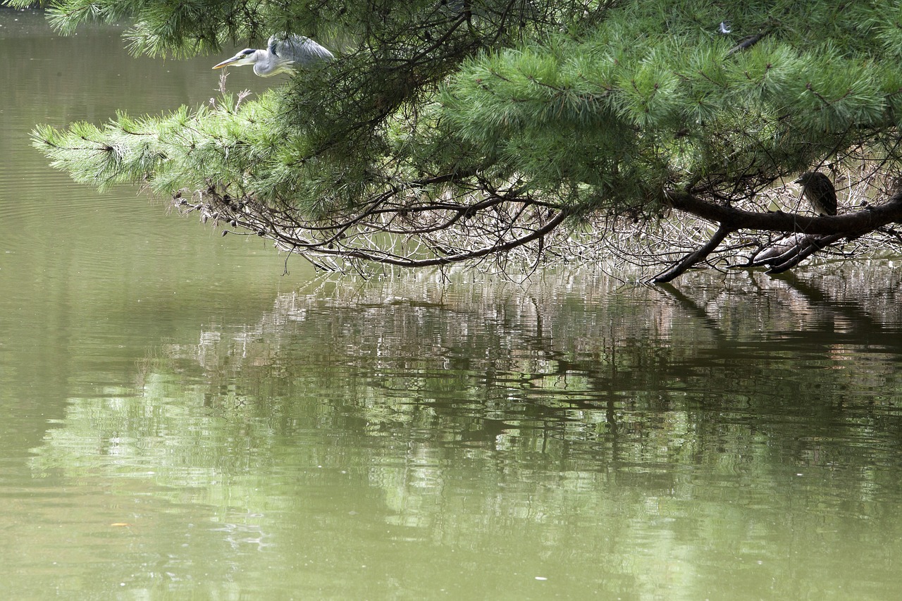 Image - the waterfront pine break green