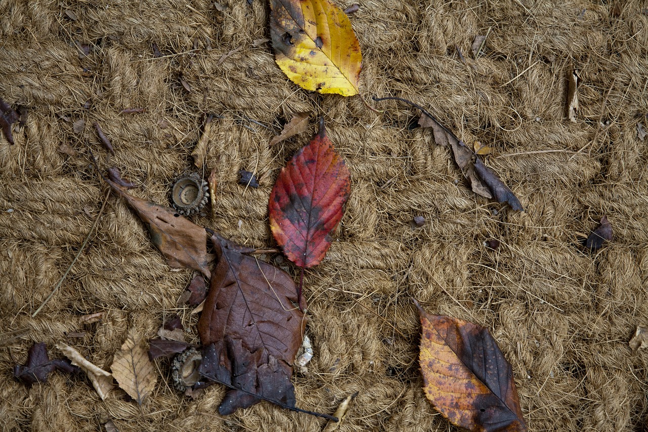 Image - floor hiking trails leaves autumn