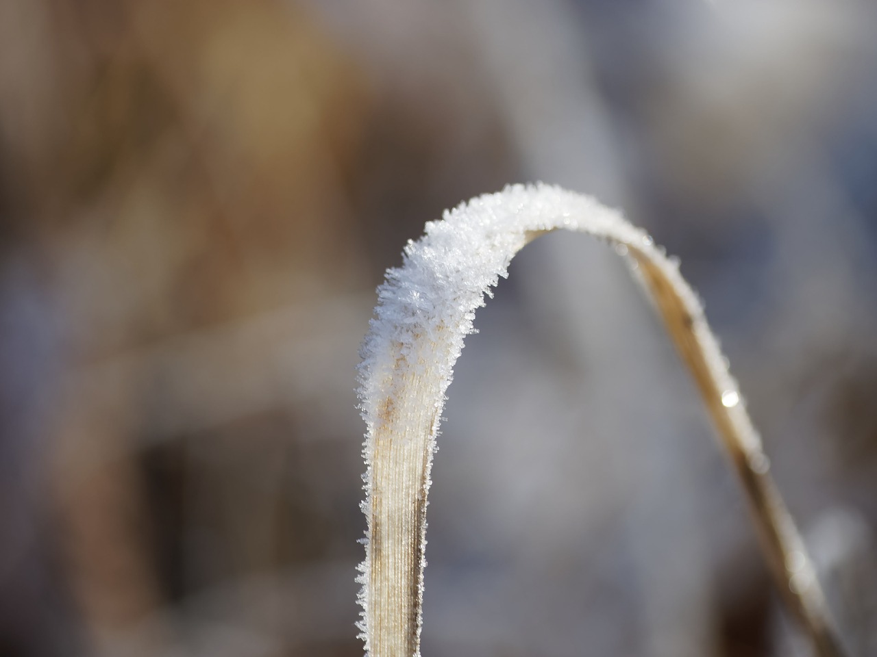 Image - nature winters frost rod cold