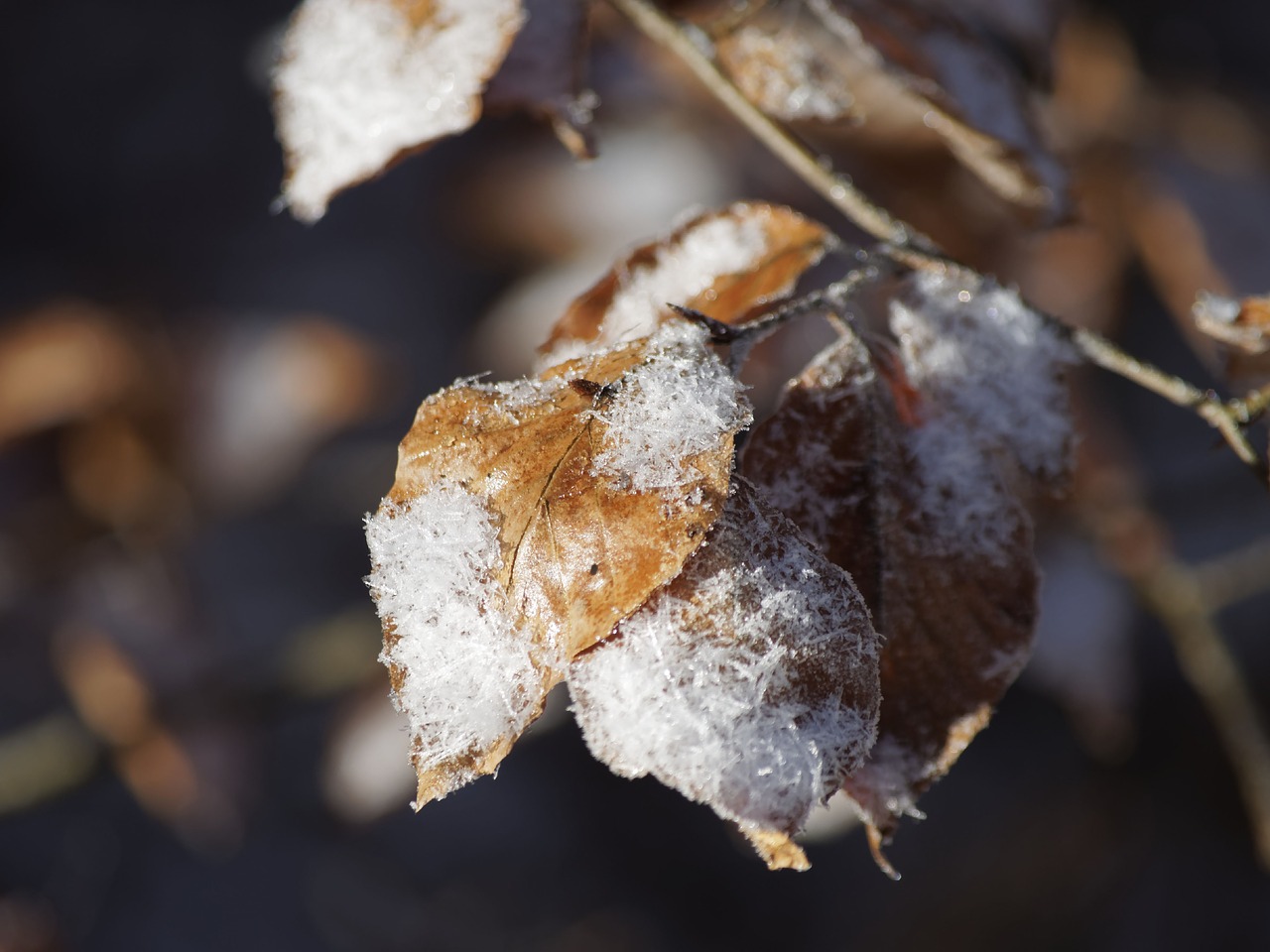 Image - leaves fall frost autumn leaves