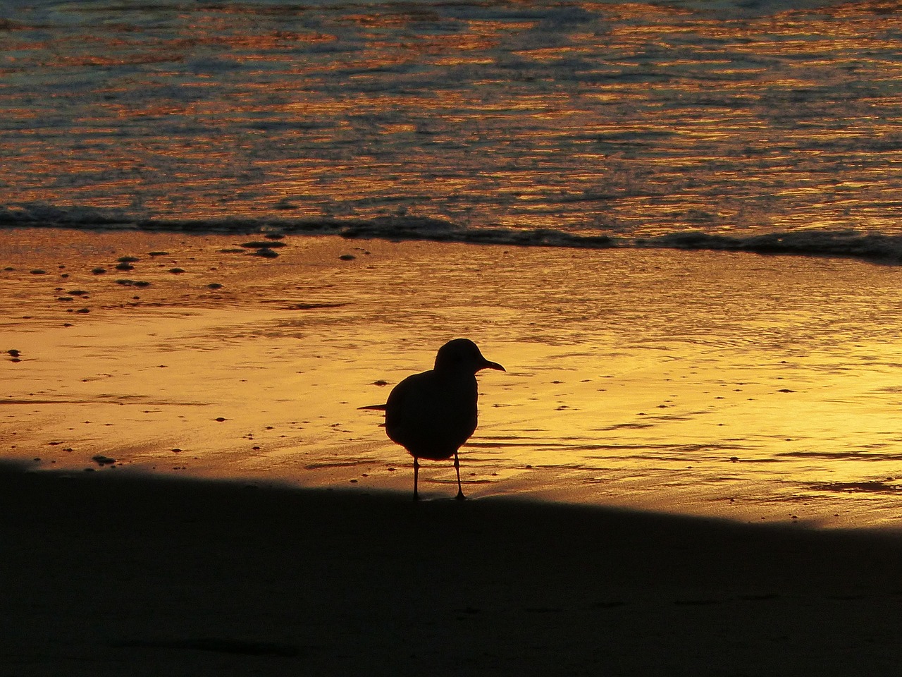 Image - seagull backlight beach birds bird