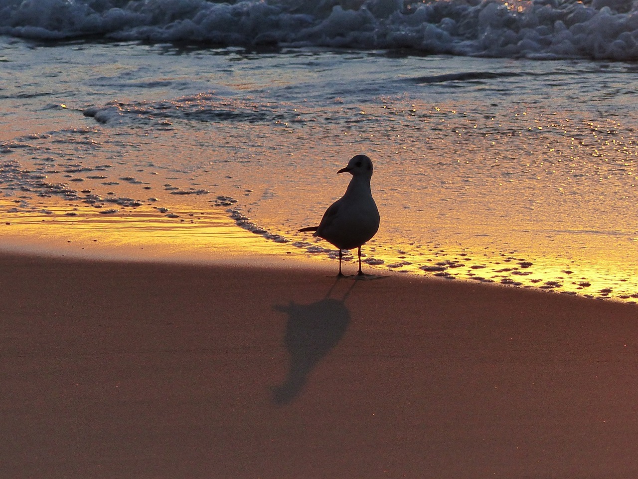 Image - seagull beach dawn bird ave