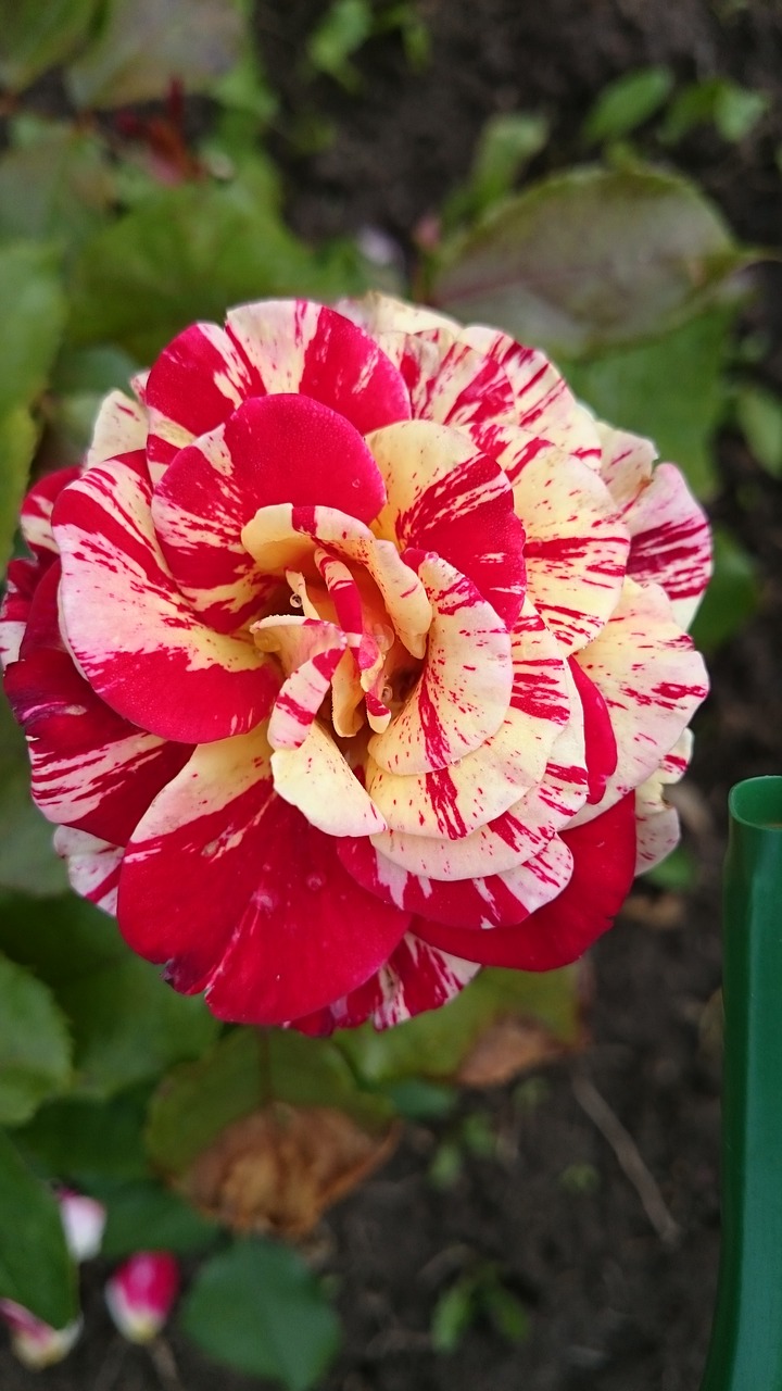 Image - flowers roses variegated rose