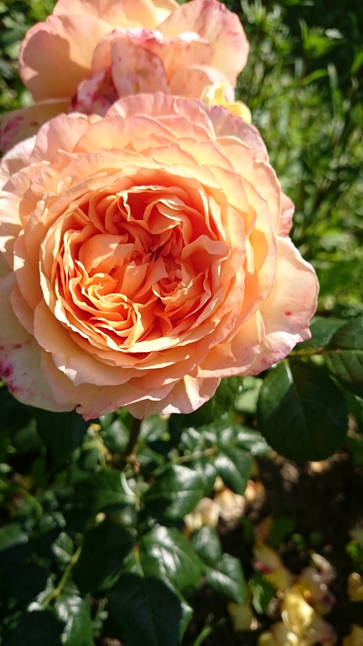 Image - flowers rose yellow apricot