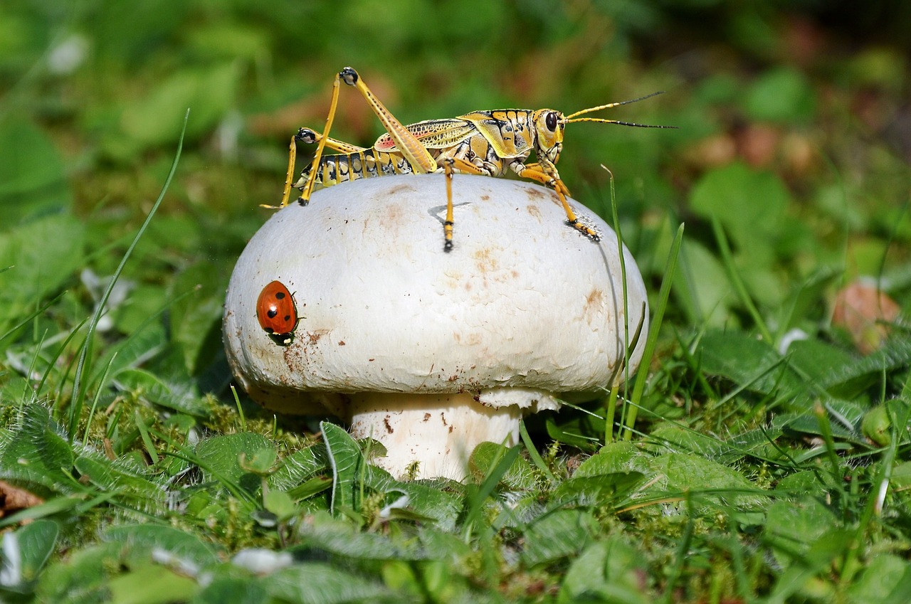 Image - mushroom ladybug cricket grass