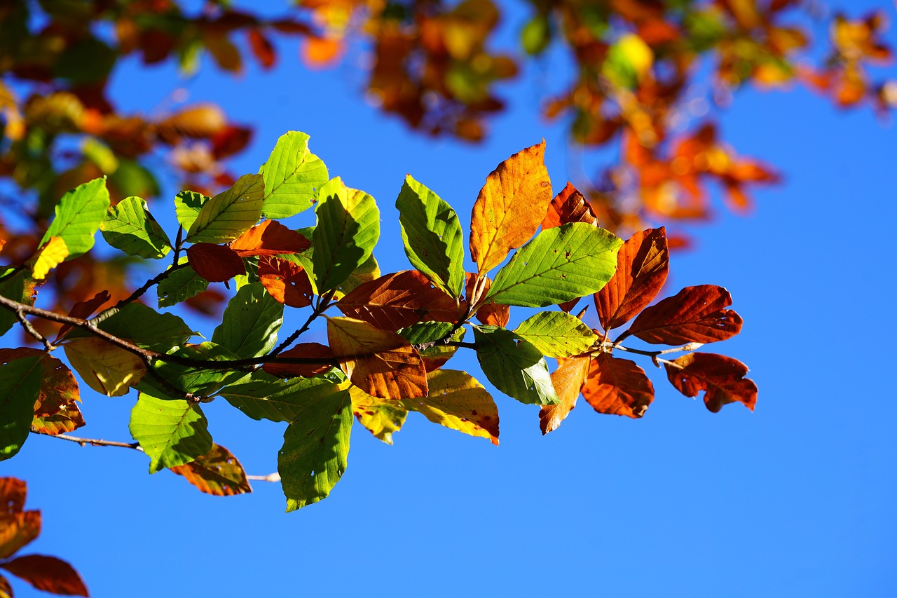 Image - fall foliage leaves autumn