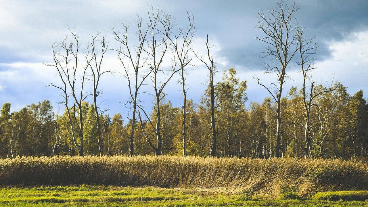 Image - spring lake bad buchau autumn