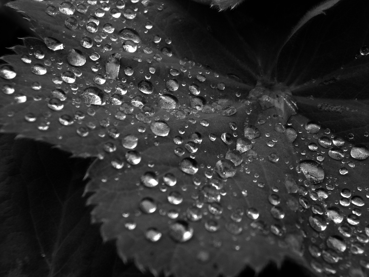 Image - black and white water droplets leaf