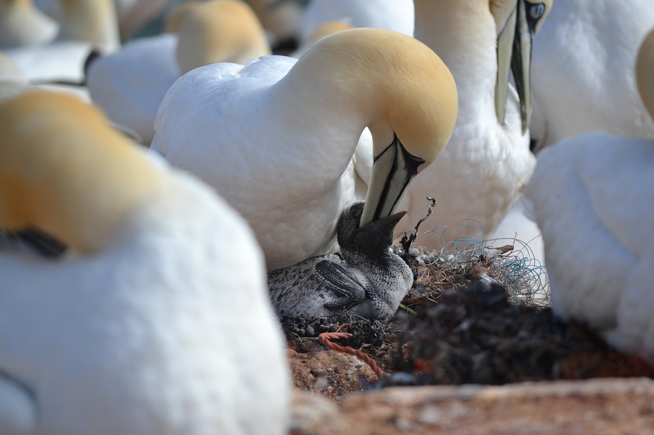 Image - northern gannet chicks breed