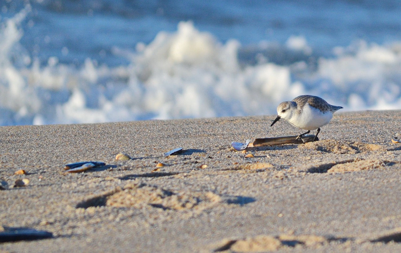 Image - sanderling sea north sea bird