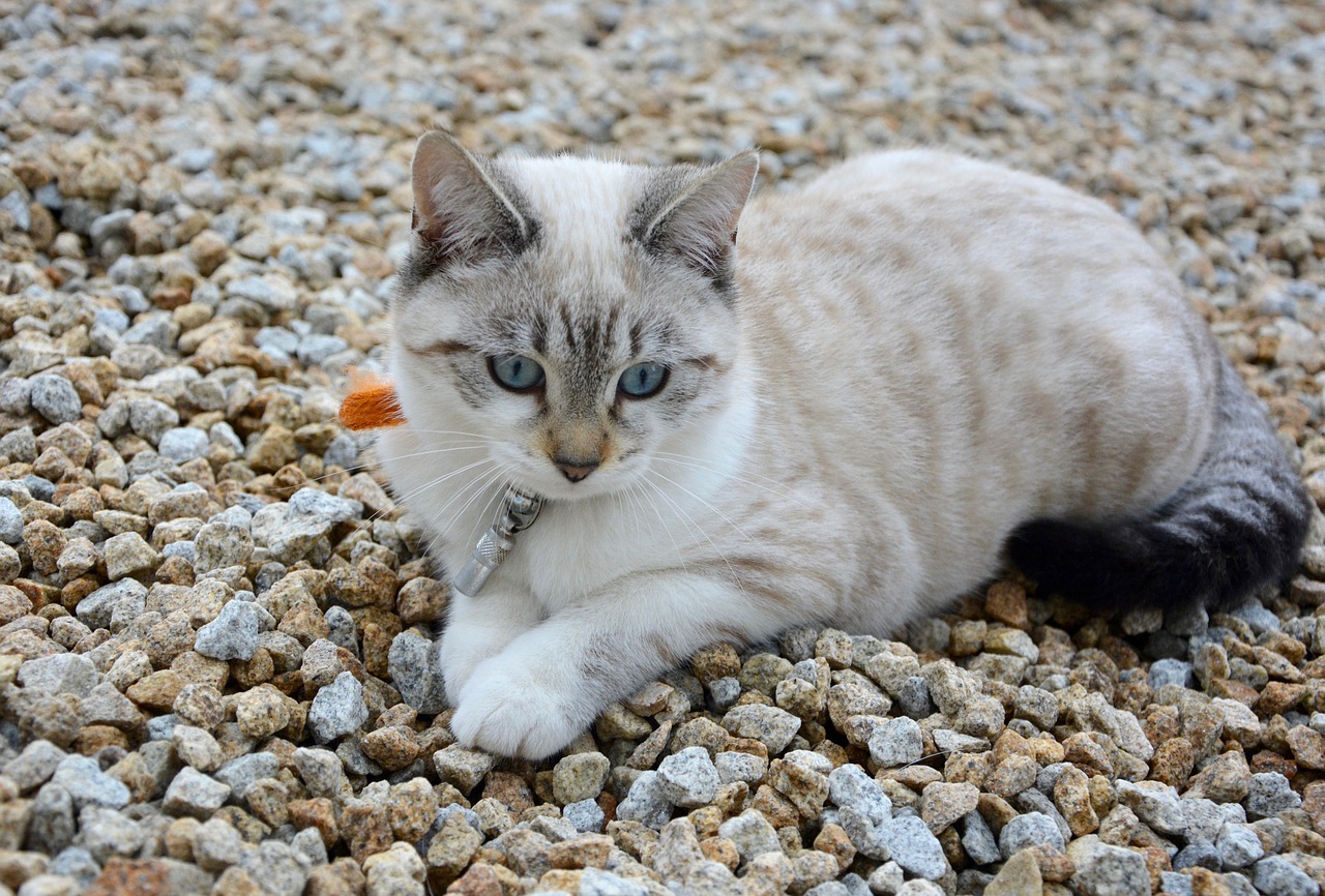 Image - cat kitten sunset cat eyes