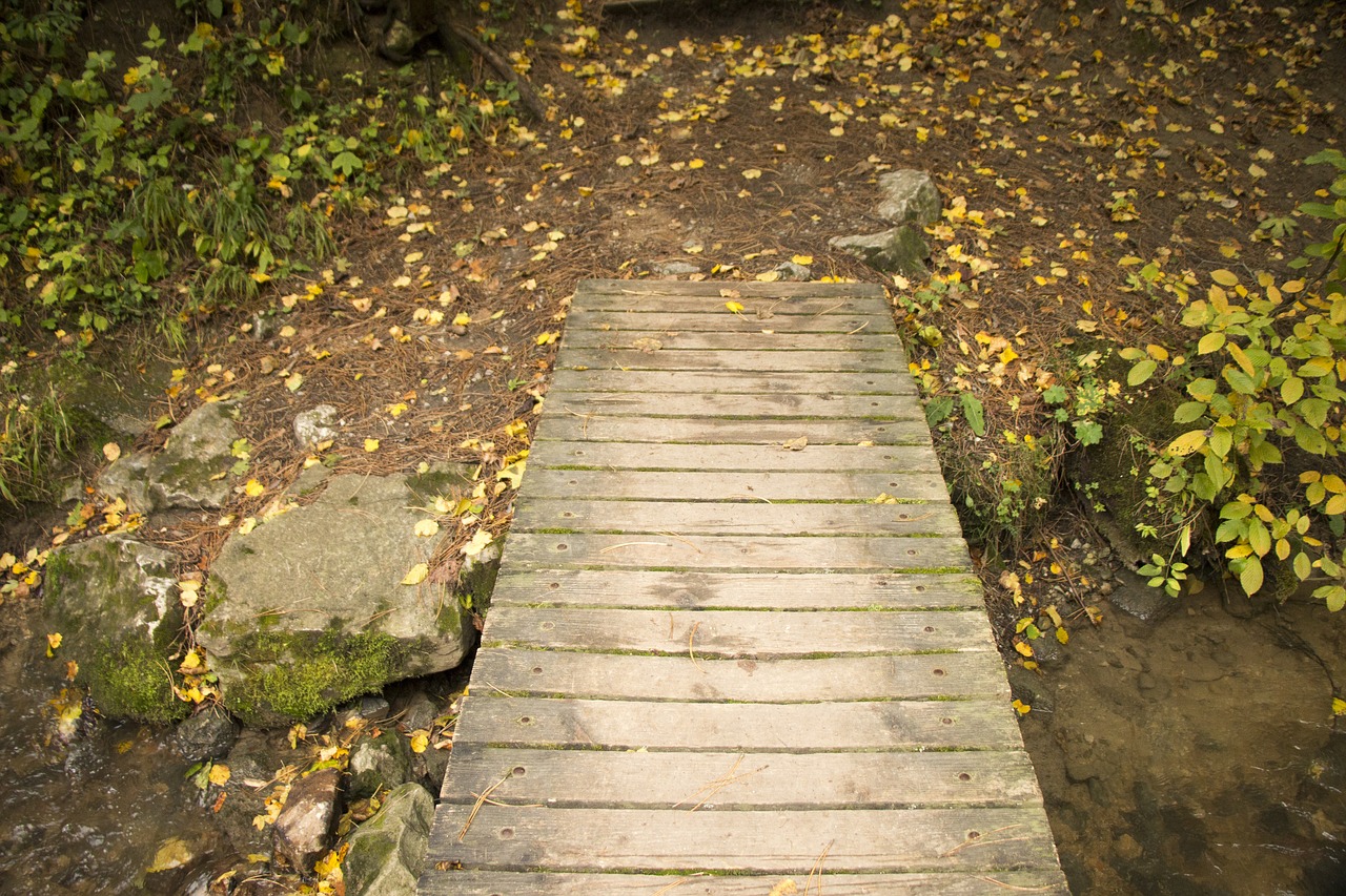 Image - walkway wood nature trees foliage