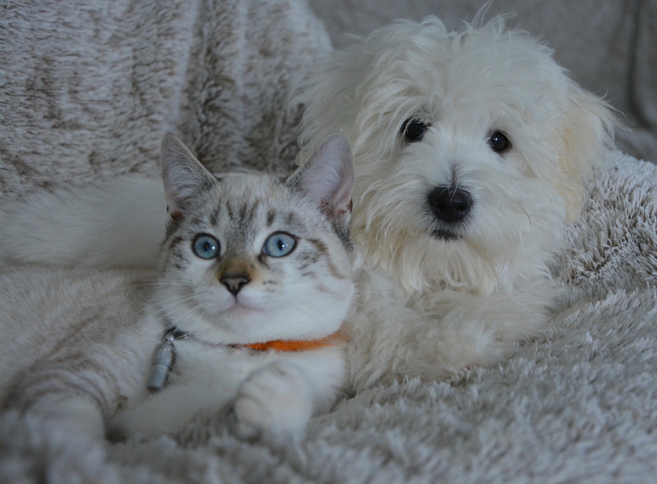 Image - dog cat animals dog cat