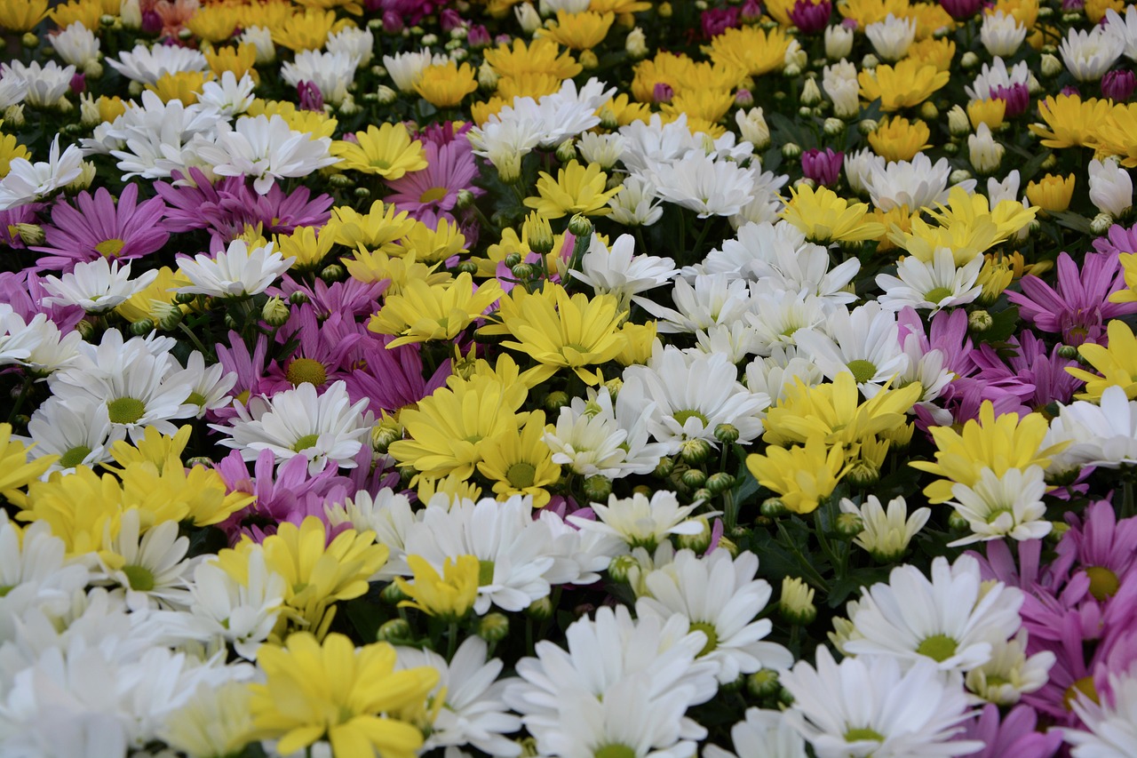 Image - flowers white flowers yellow violet