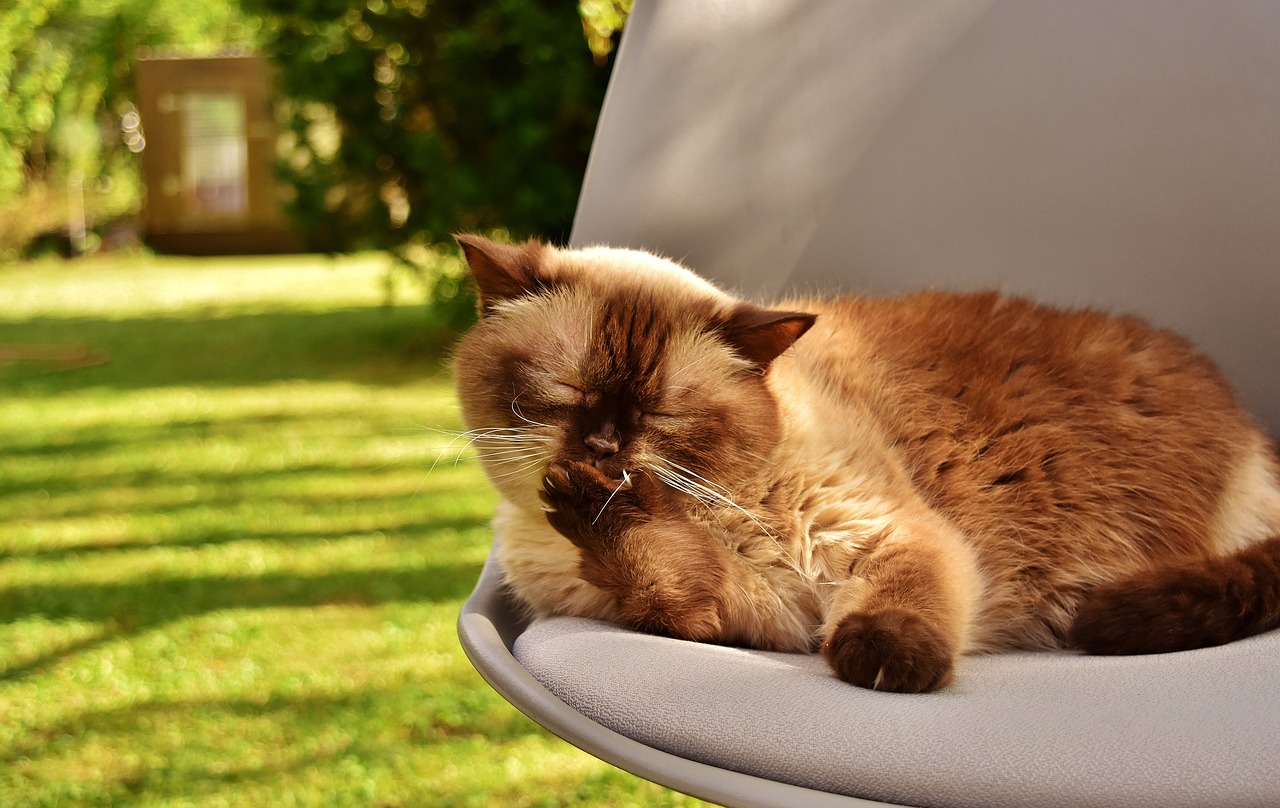 Image - british shorthair cat domestic cat