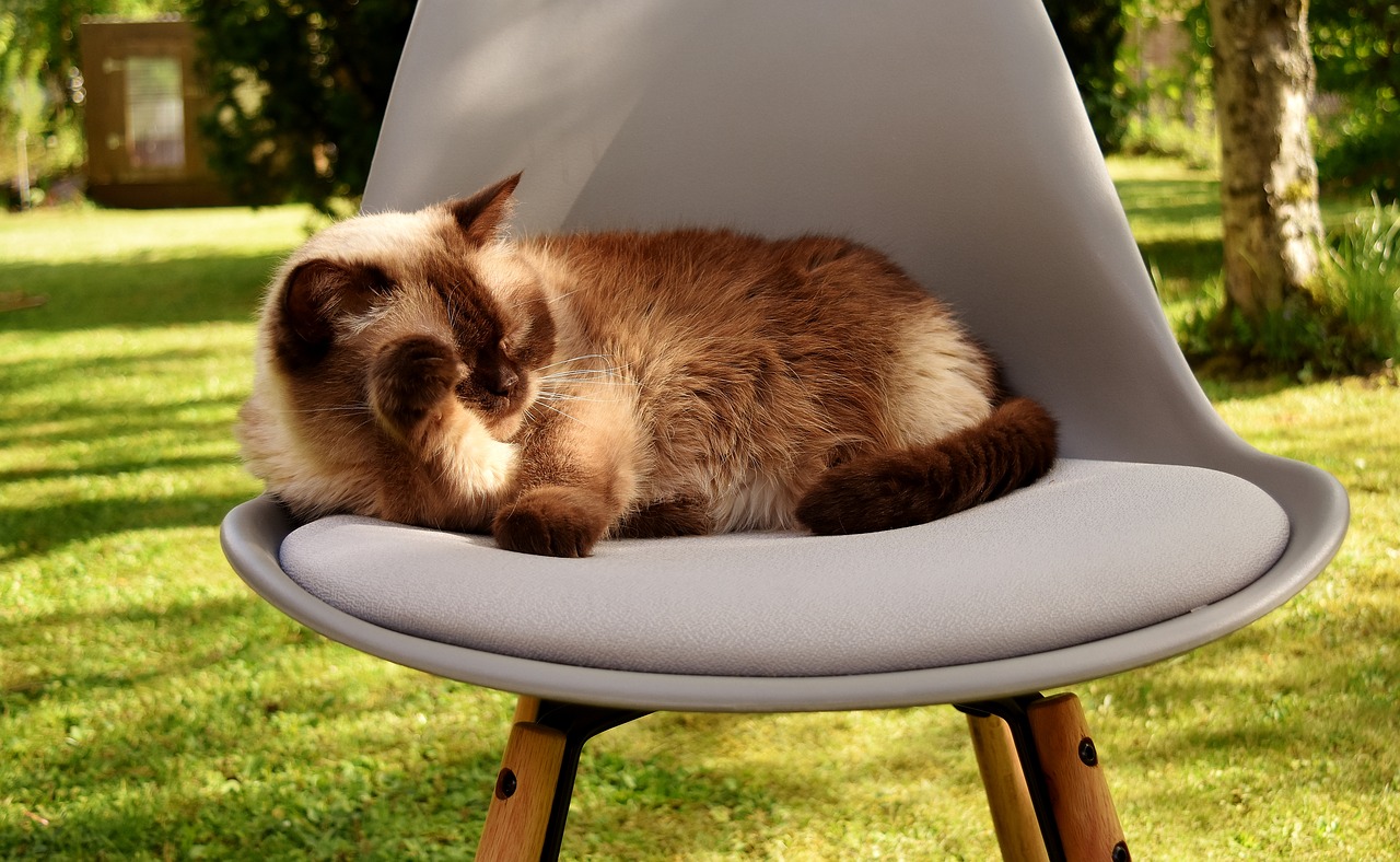 Image - british shorthair cat domestic cat