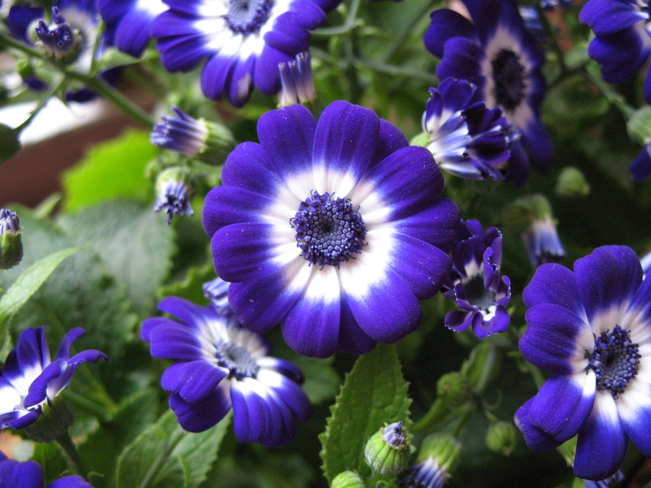 Image - flowers cineraria primrose flora