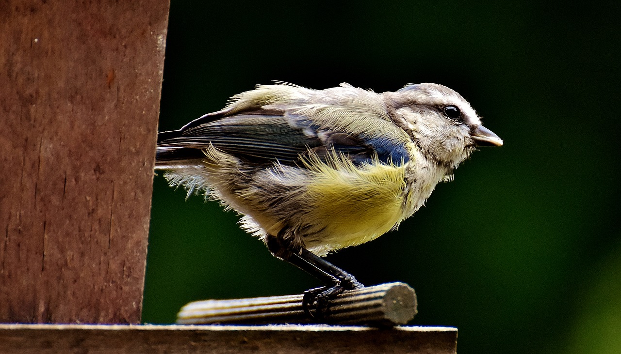 Image - tit food peanuts feed bird nature