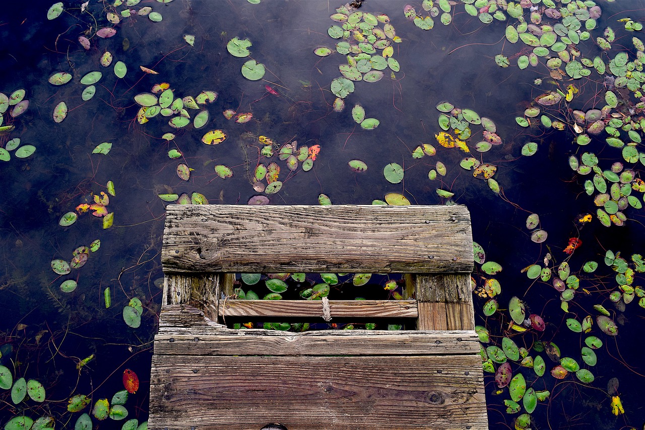 Image - dock water wooden plants lilies