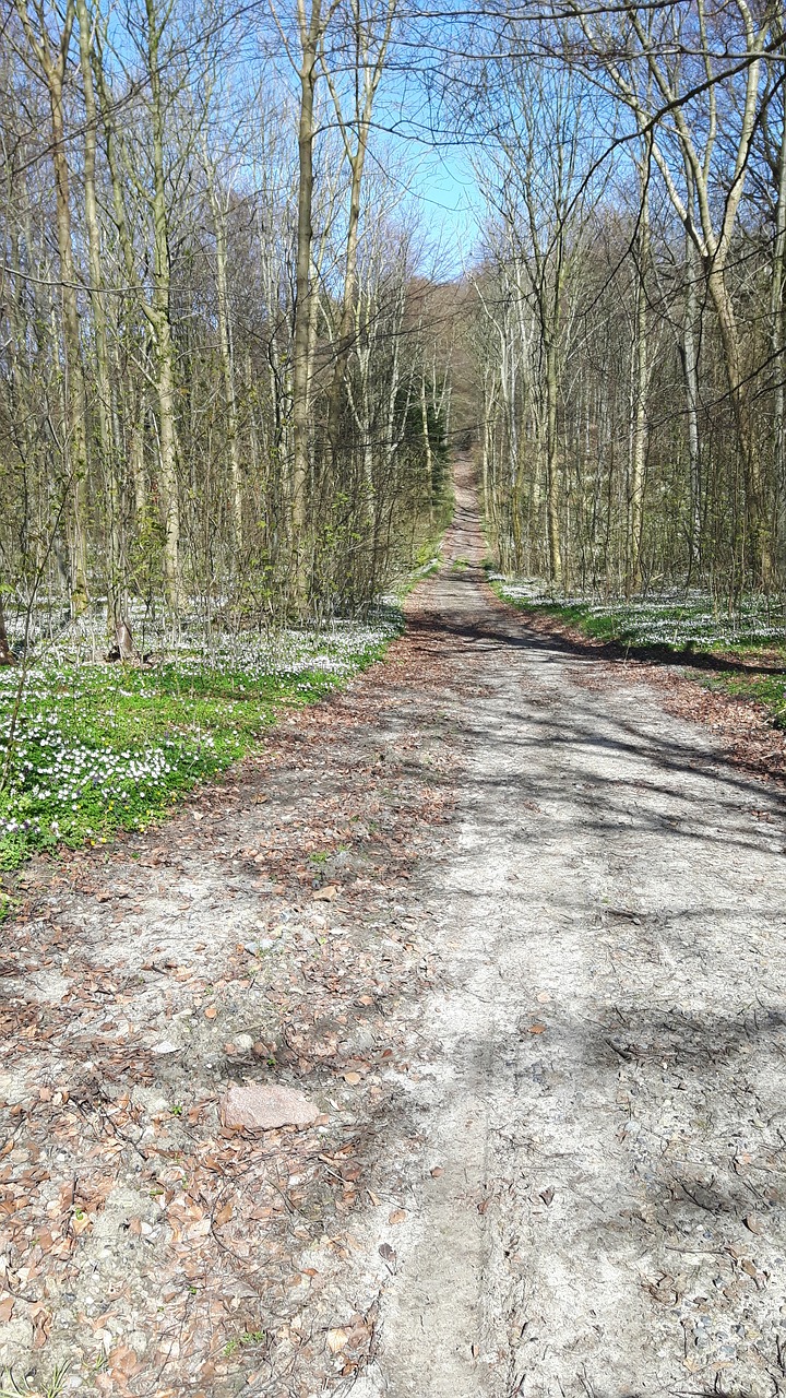 Image - moen forest flowers