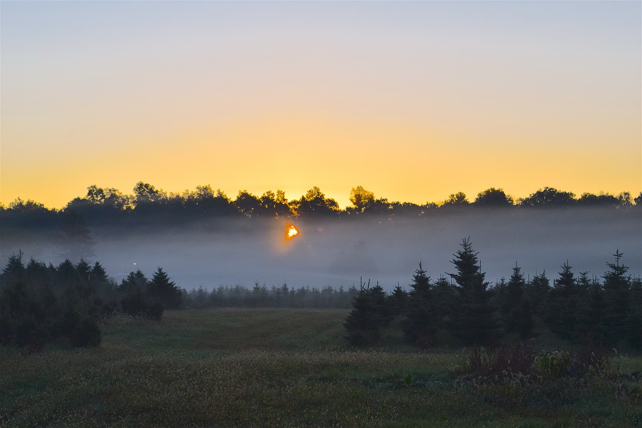 Image - sunrise mist field trees nature