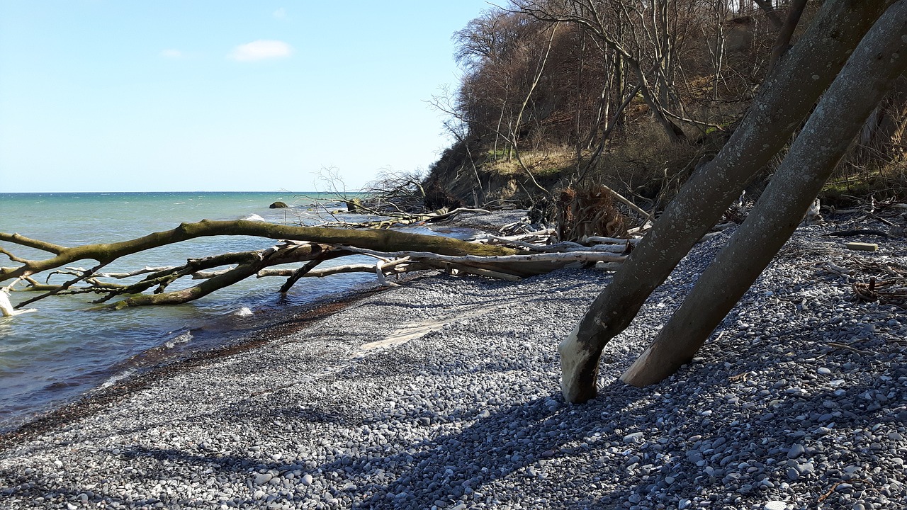 Image - moen wood beach