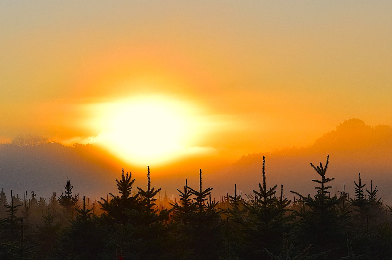 Image - sunrise mist field trees nature