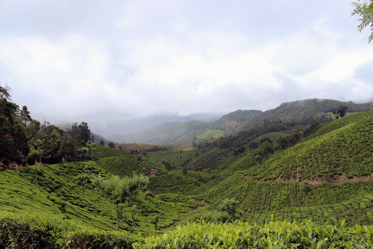 Image - tea garden landscape plantation