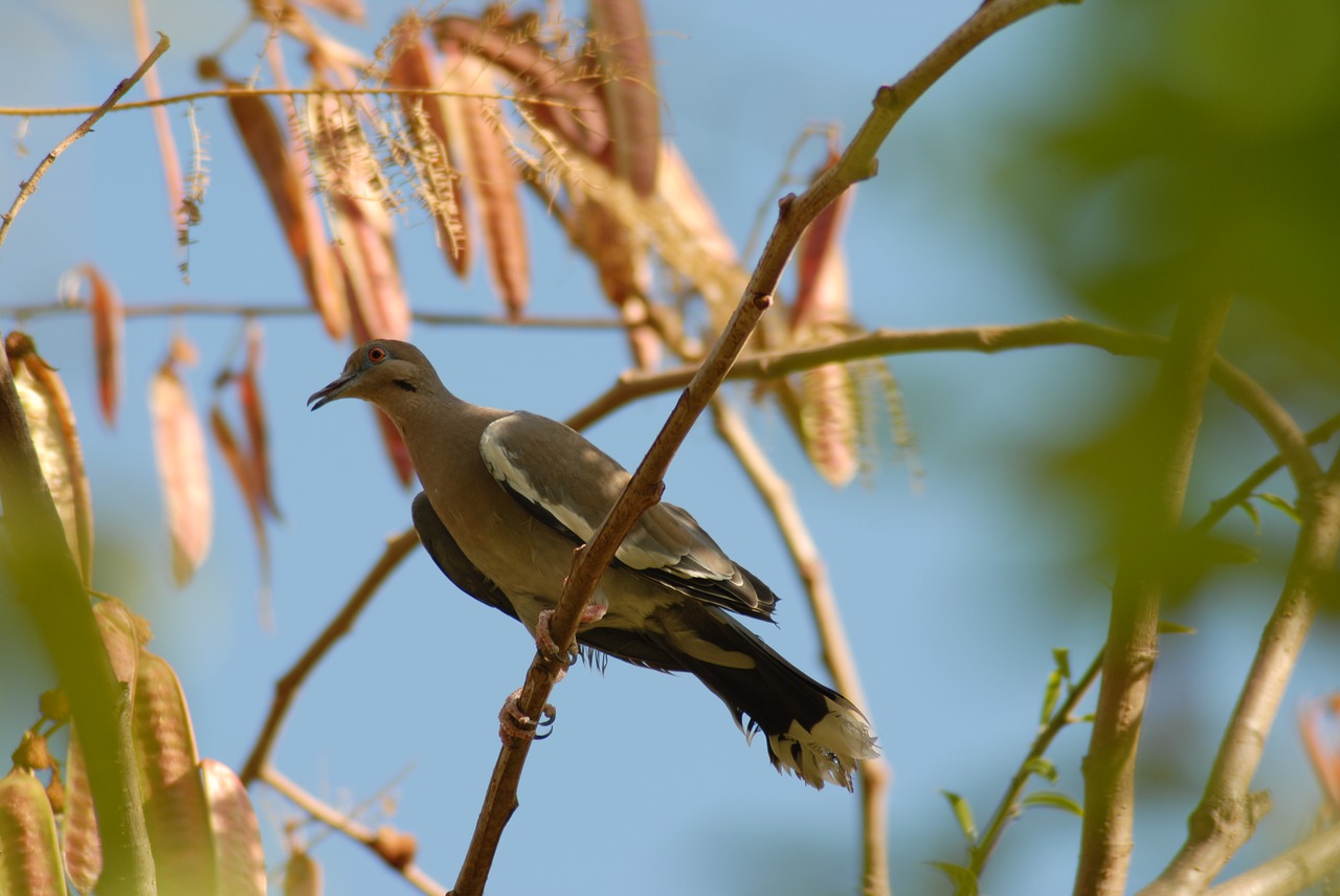 Image - paloma guaje bird