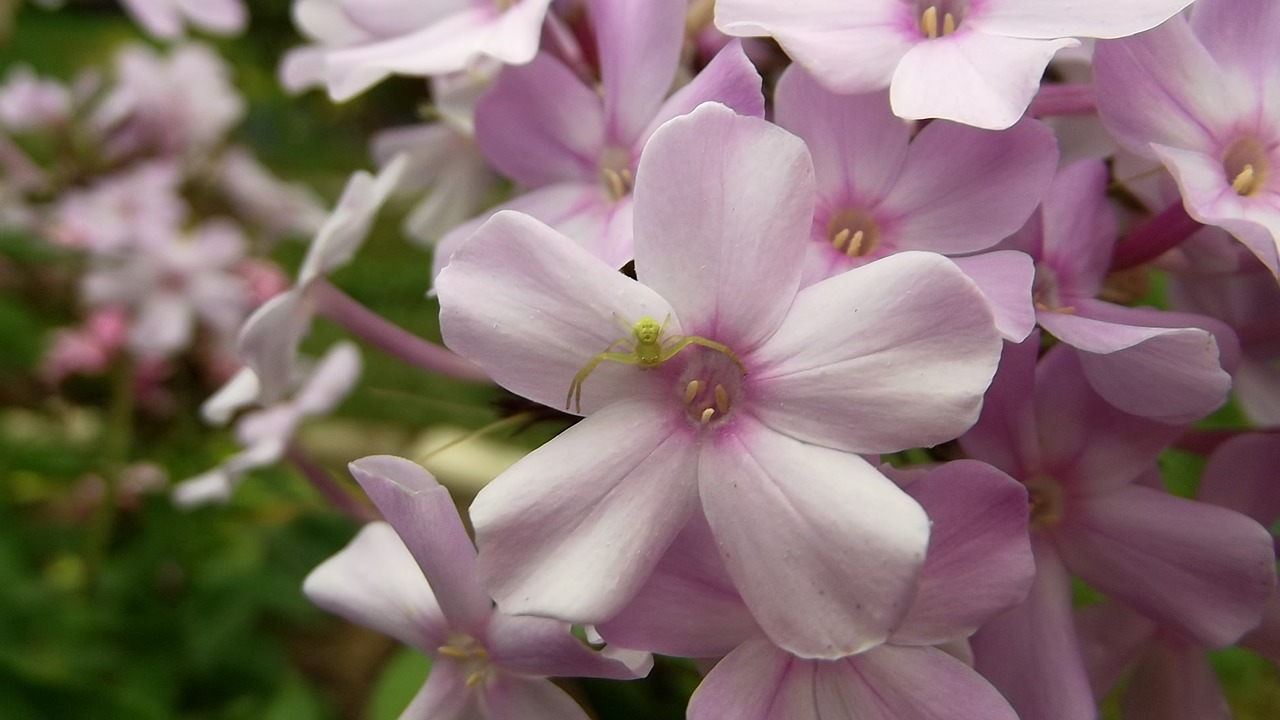 Image - phlox flower spider plant nature