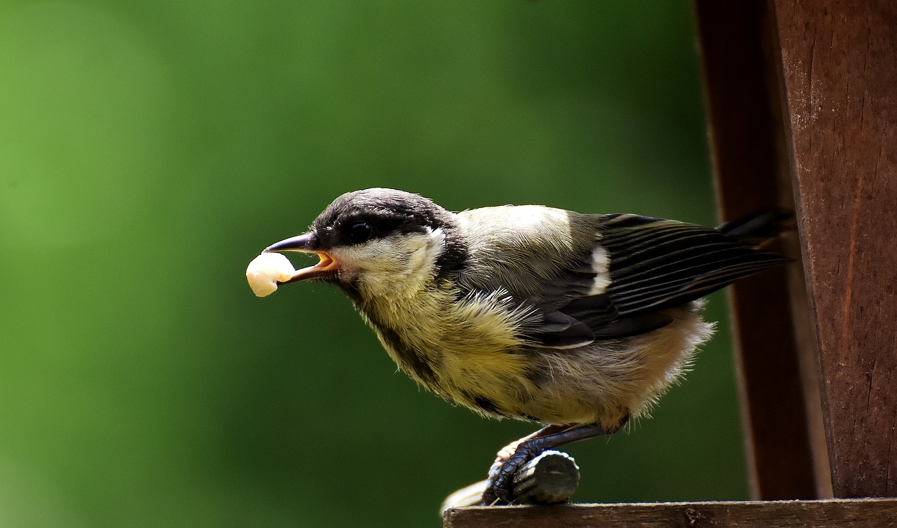 Image - tit food peanuts feed bird nature