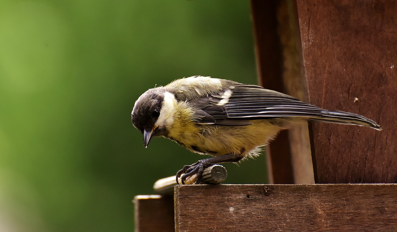 Image - tit food peanuts feed bird nature