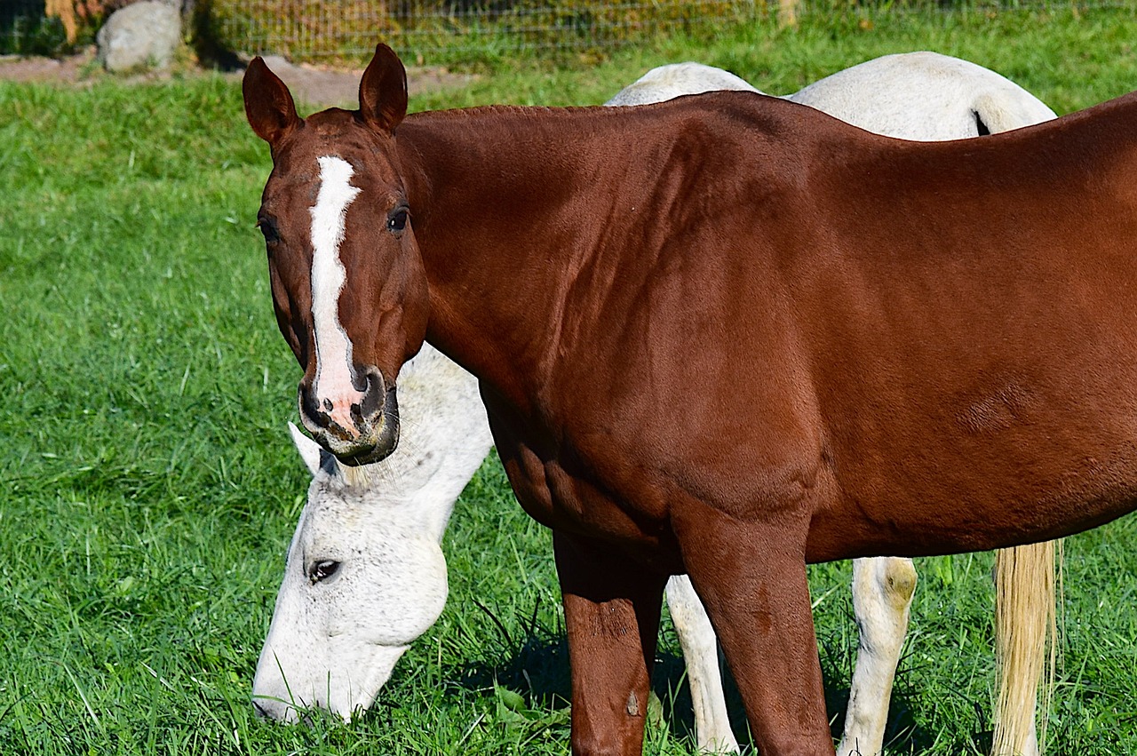 Image - horse brown painted white farm