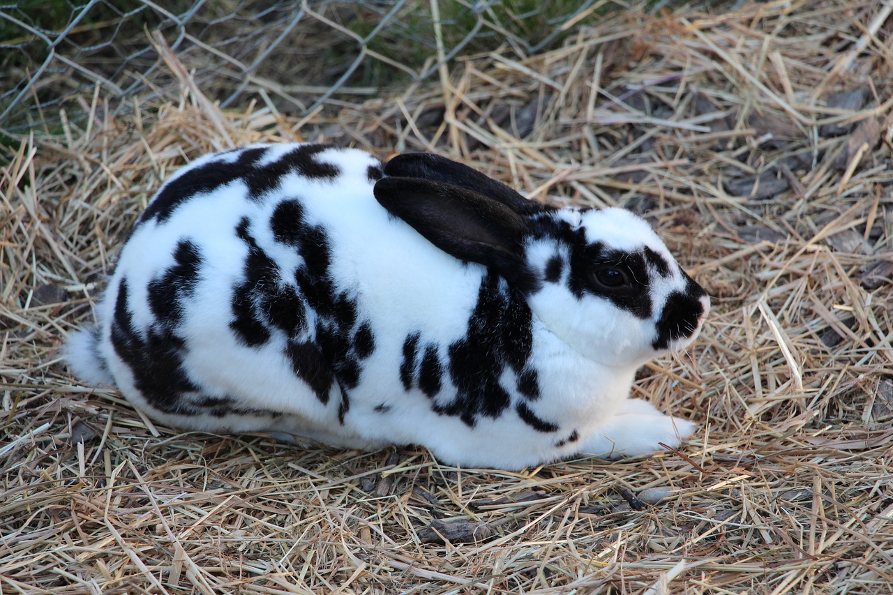 Image - switzerland rabbit nature