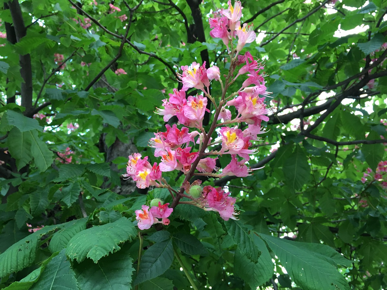 Image - blossom bloom tree chestnut close