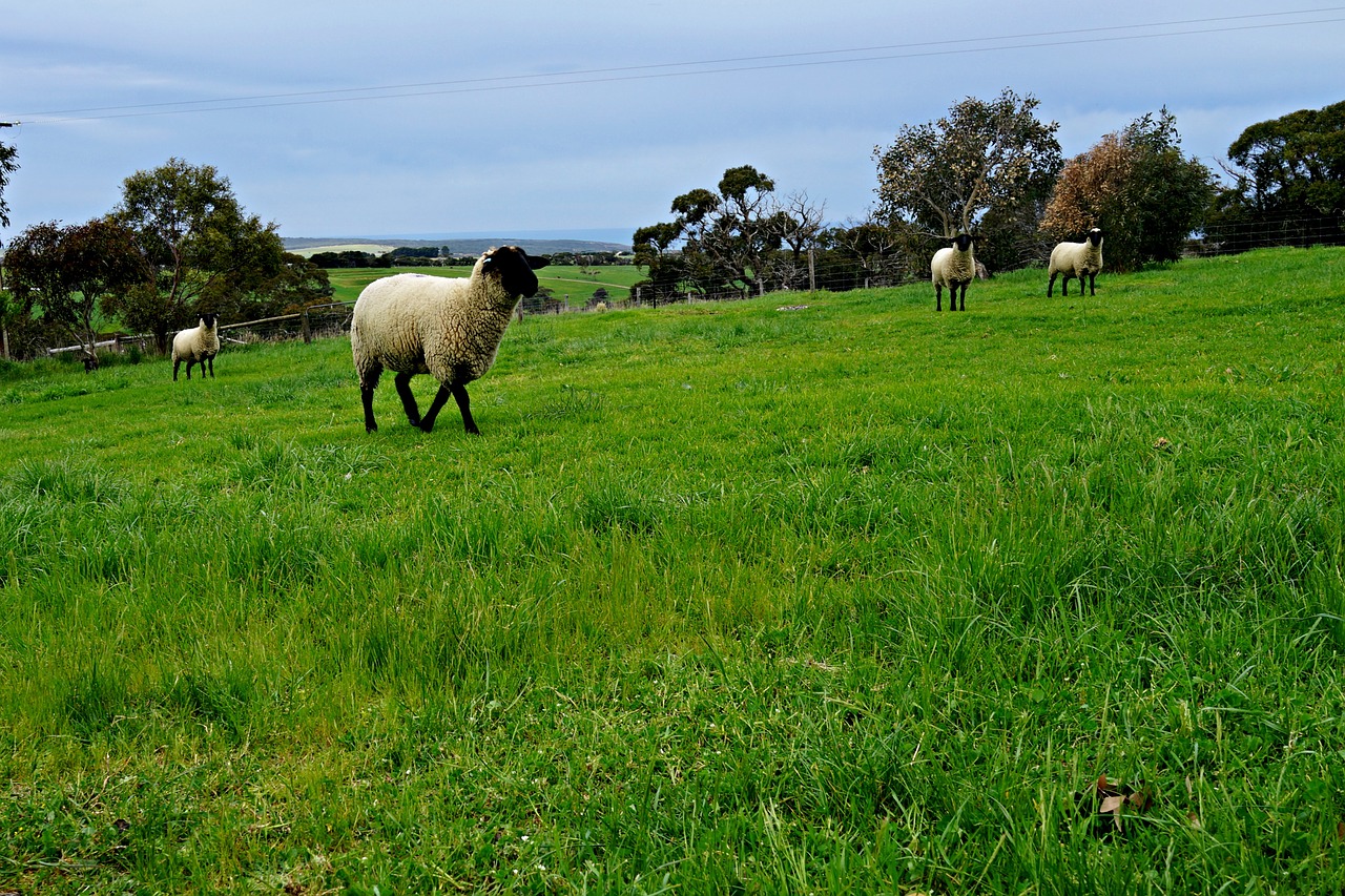 Image - sheep pasture rolling meadows