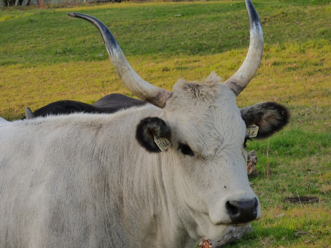 Image - cow gray by meadow grazing