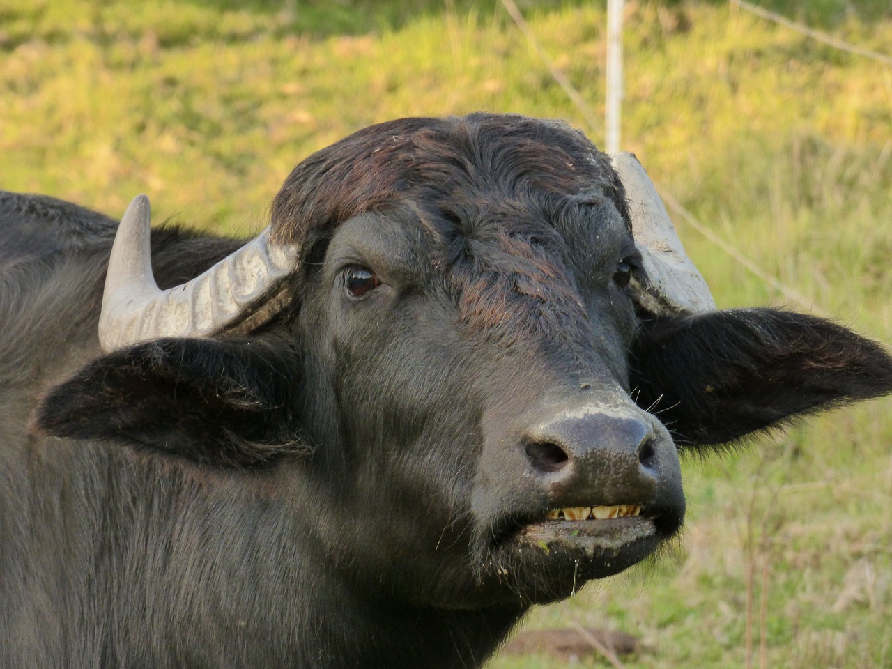 Image - taurus black antlers game