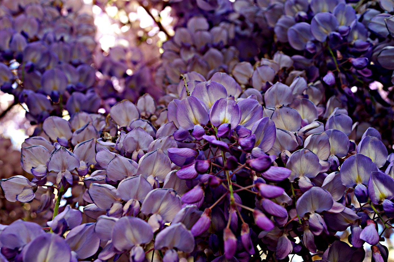 Image - wisteria floral spring color