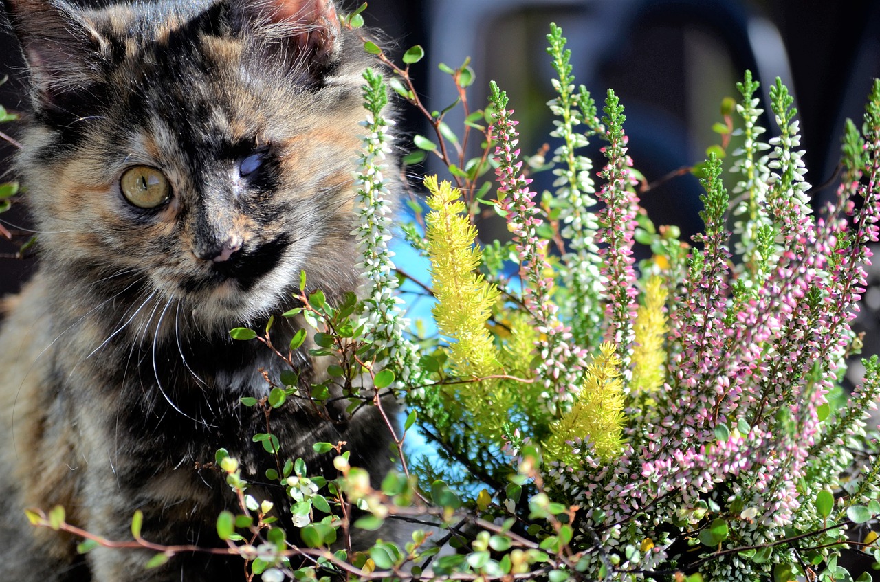 Image - cat autumn kitten flowers