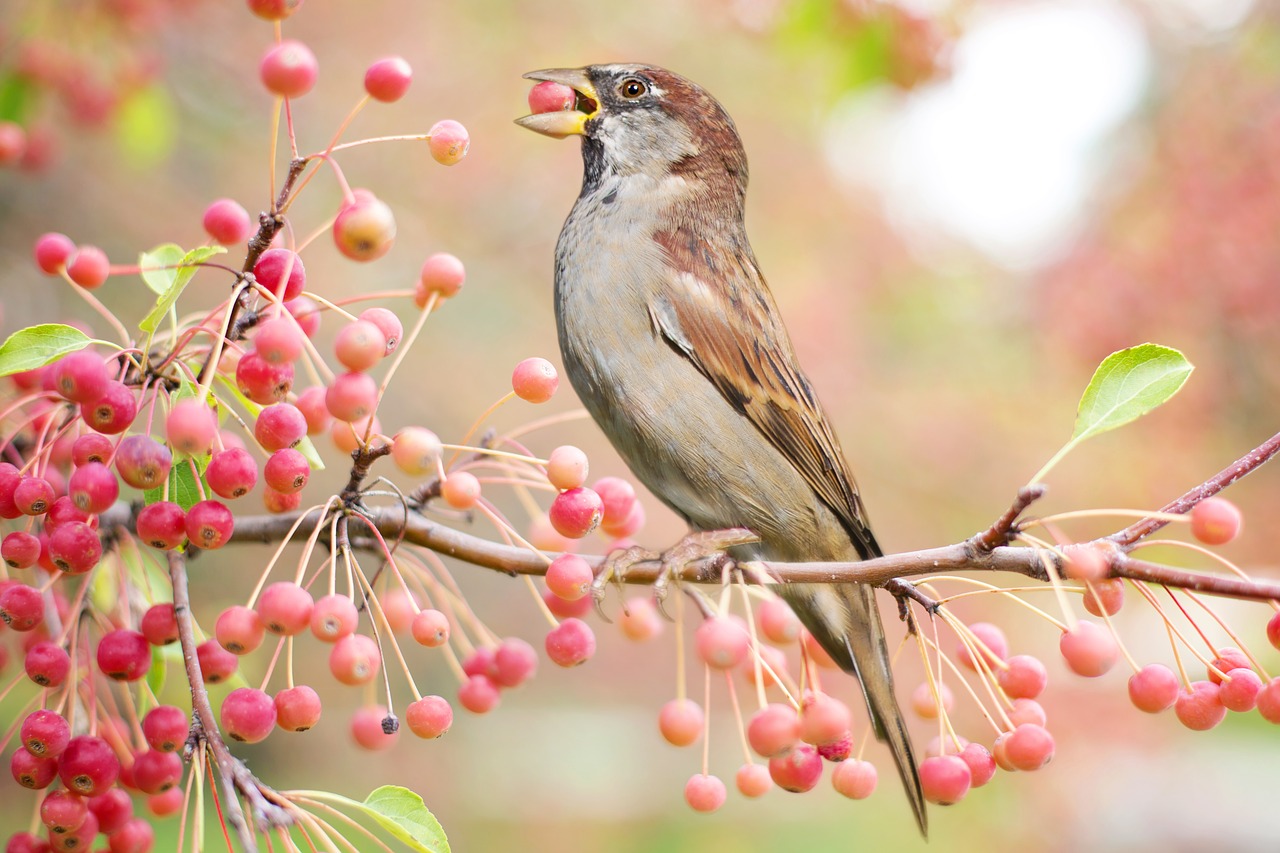 Image - bird autumn fall berries nature