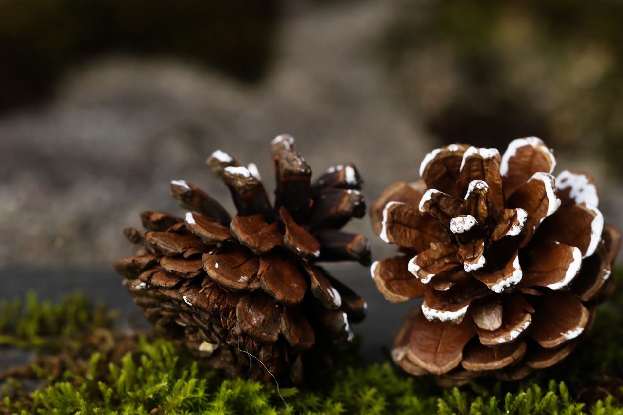Image - pinecone fall nature