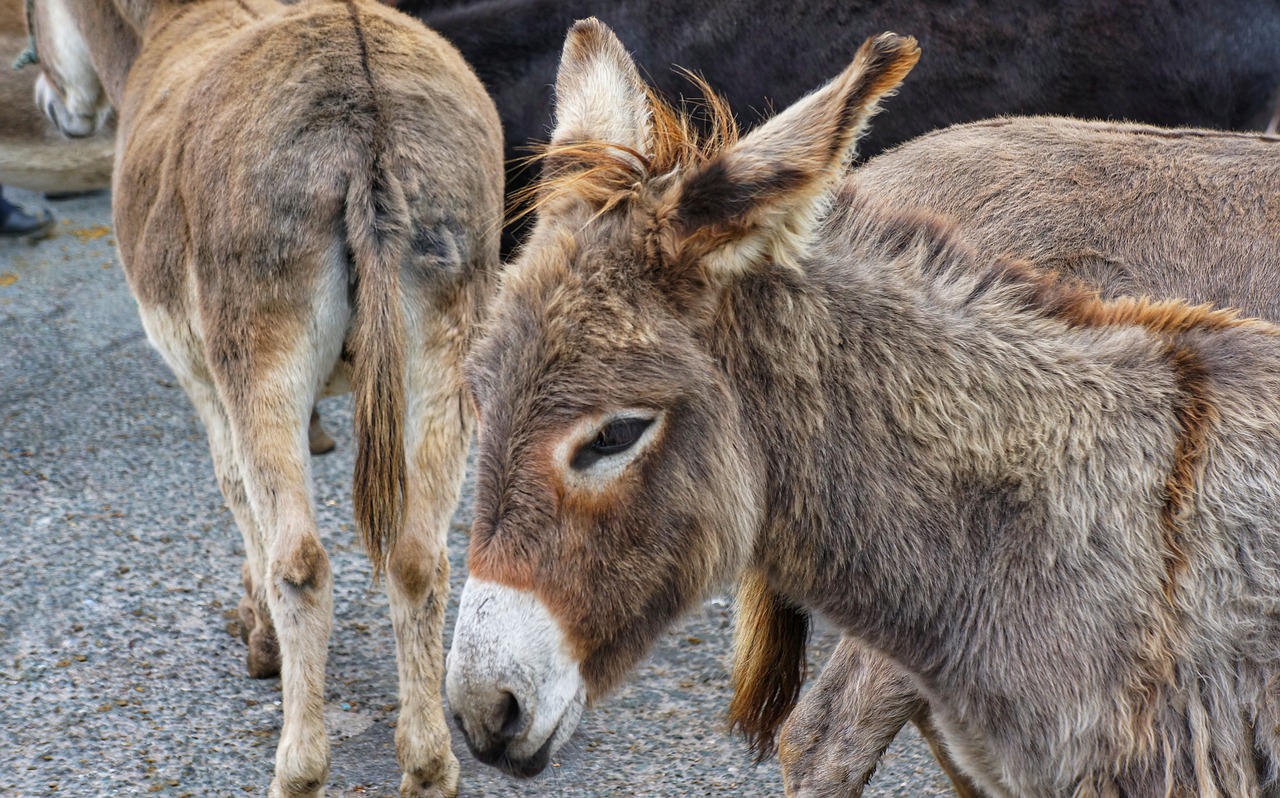 Image - donkey ass horse fair ireland