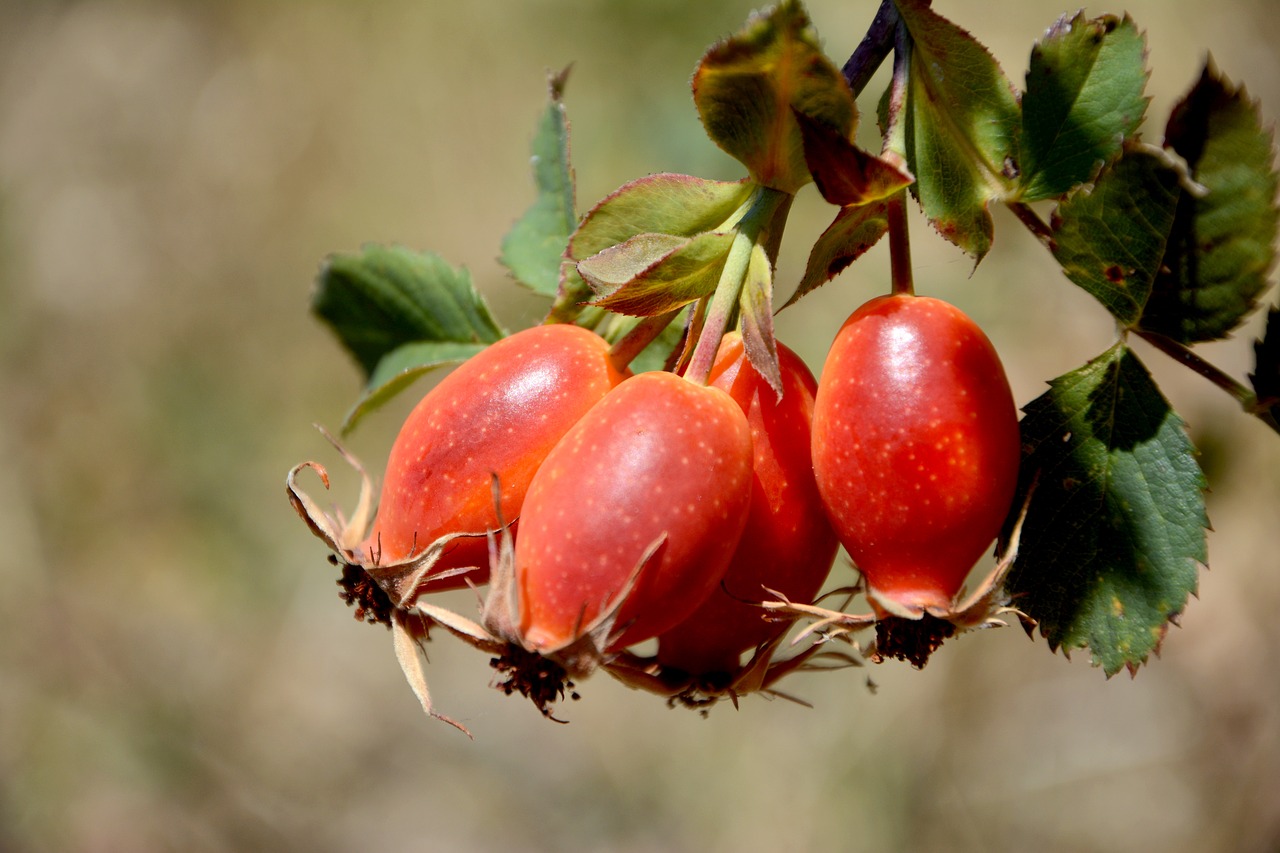 Image - rosehip fruit organic healthy