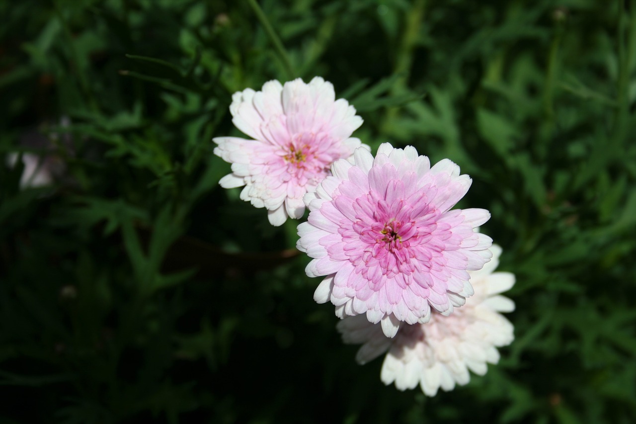 Image - nature flower pink carnation macro
