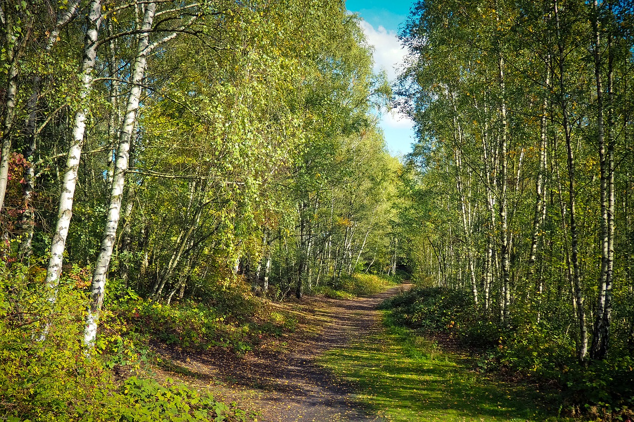 Image - forest nature landscape trees