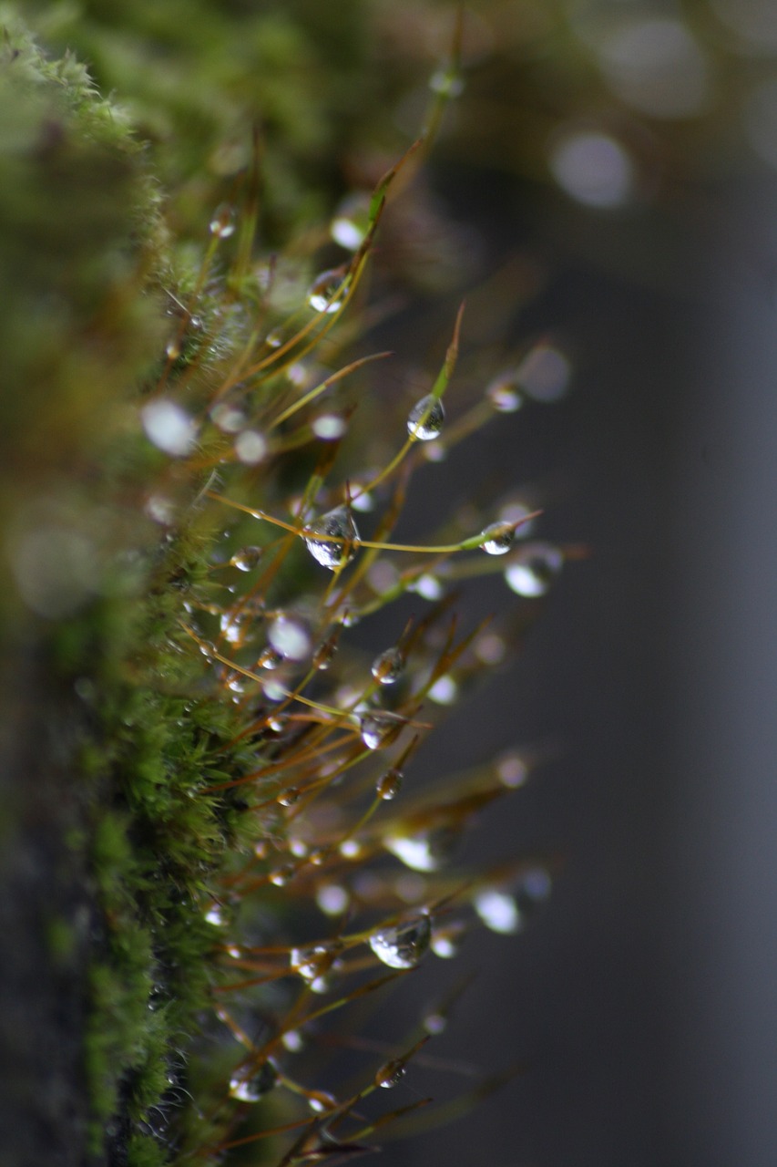 Image - dew morning garden macro grass