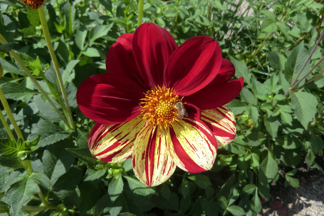 Image - flower with bee red yellow nature