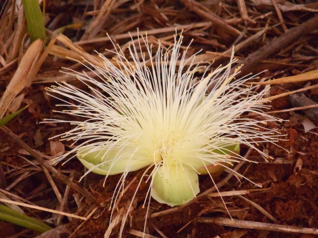 Image - flower pequi cerrado