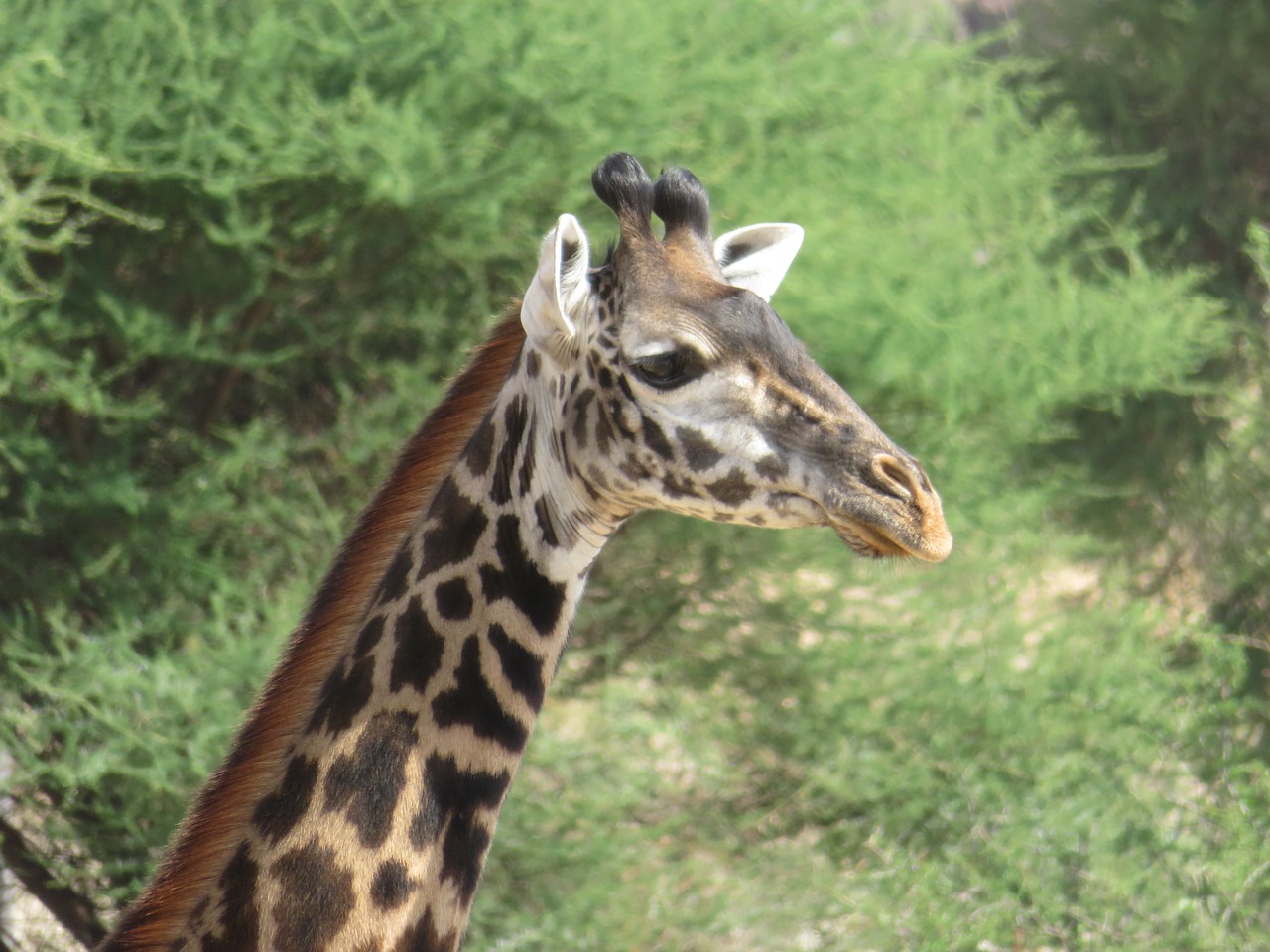 Image - tanzania animals nature giraffe